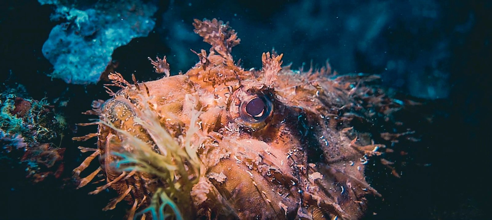 islas-medas-nautilus-01 Illes Medes