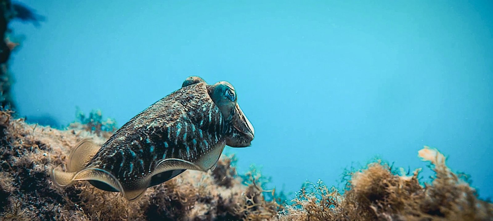 islas-medas-nautilus-02 Illes Medes