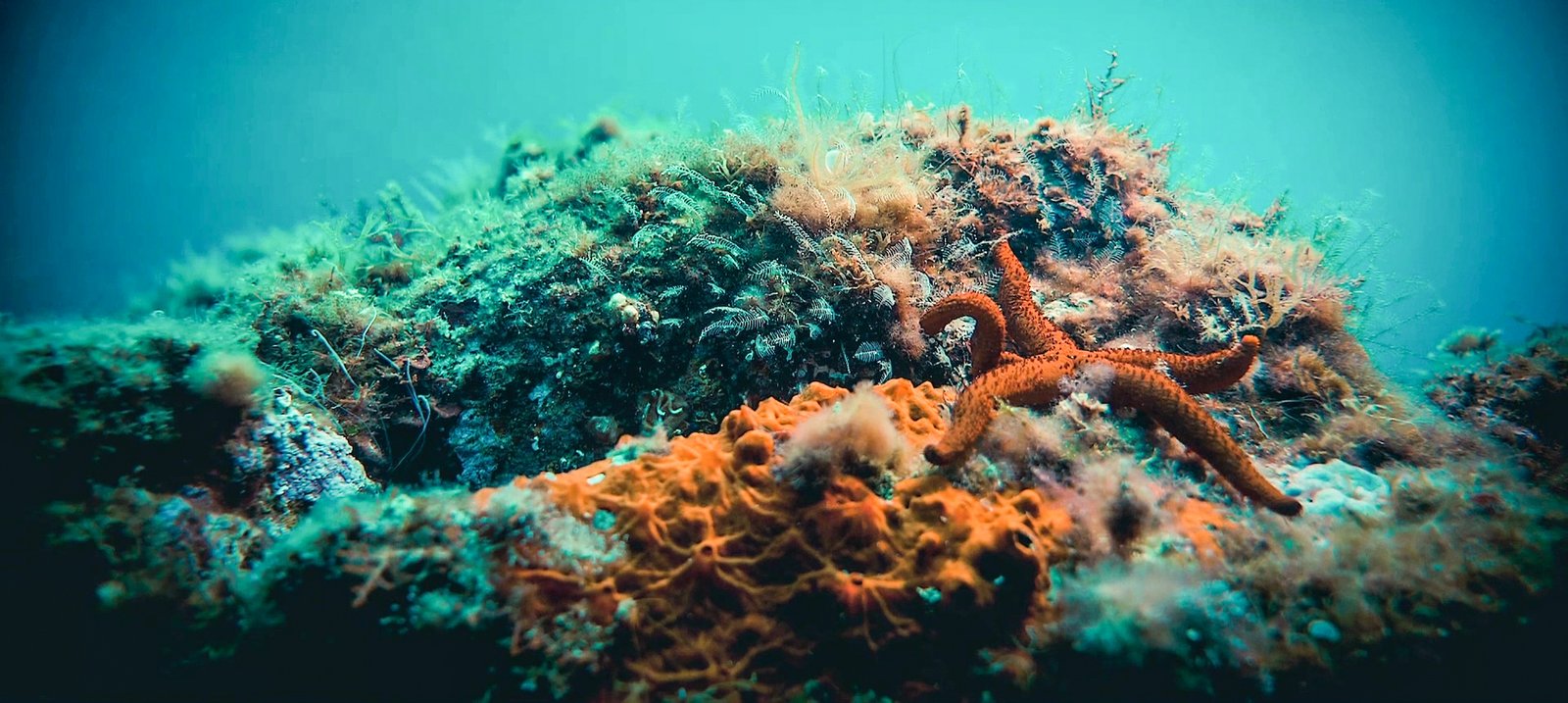 islas-medas-nautilus-03 Illes Medes